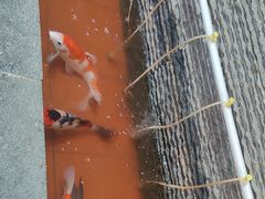-陈府大宅门成都火锅·手切鲜肉(太原街店)