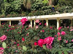 -人民公园(罗湖区)