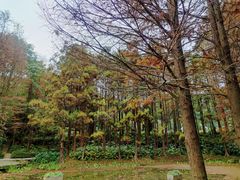 -深圳仙湖植物园