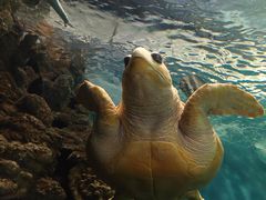 -上海海洋水族馆