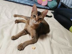 -北京观赏动物医院·24小时大型综合·猫专科·异宠专科