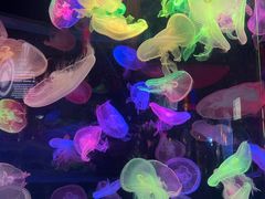 -太平洋海底世界