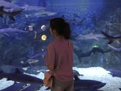 -烟台海昌鲸鲨海洋公园