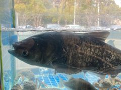 -浔味·山屿湖·正宗全鱼宴老字号