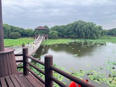 -荷塘月色湿地公园·向阳花洲