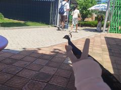 -西霞口神雕山野生动物世界