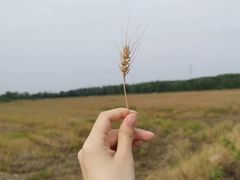 -黎里古镇