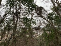 -上海佘山国家森林公园天马山园