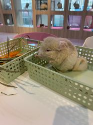 -Moni星球萌宠·小马宝莉·灵蛇·高端高阶全萌宠互动体验俱乐部(红豆国际广场店)