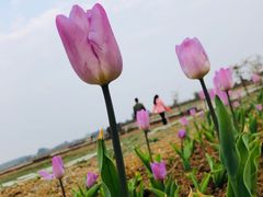 -空港花田景区