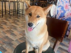 -柴源莊·柴小宠柴犬咖啡