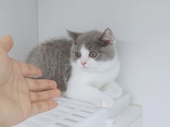 -lincat·猫舍(广州店)