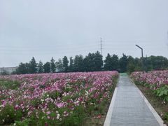 -杭州湾海上花田景区