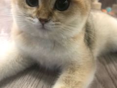 -宠物世家(仲盛世界商城店)