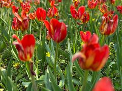 -长春公园(普阳街道)