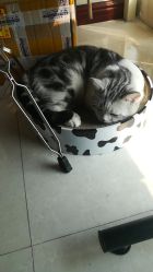 -众刺纹画·纹身·穿孔饰品·海娜定制