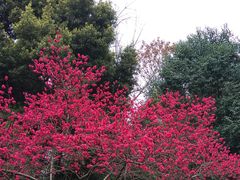 -成都市活水公园