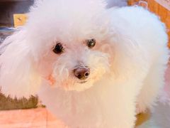 -more than meow吴止猫主题餐厅(承德 中船汇店)