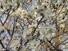 -护国法轮寺
