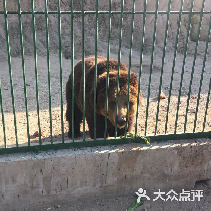 八達嶺野生動物世界圖片-北京動物園-大眾點評網