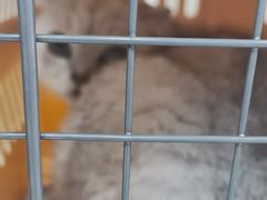 -安安宠医宠物医院·异宠·犬猫内科(岳阳分院)