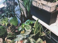 -植物学家的女儿(北马道巷店)