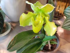 -自由生长植物工作室(深港花卉中心店)