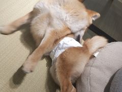 -逗柴咖啡屋·狗咖猫咖宠物桌游