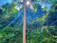 -西双版纳原始森林公园