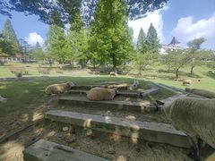 -神户市立六甲山牧场