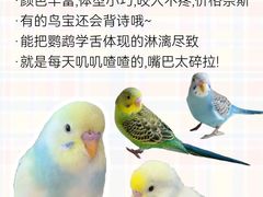 -爱侣宠医·鹦鹉专科·小型哺乳类·异宠专科(灵石路店)