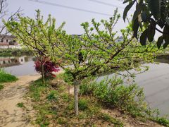 -张家港凤凰山景区河阳山歌馆