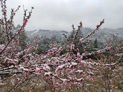 -同庆楼(花园店)