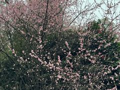 -蜀南竹海景区