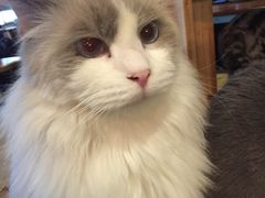 -共舞时光猫咖·狗咖(新街口店)