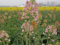 -中国天府农业博览园