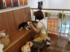 -柯斗斗主题餐厅·狗咖·围炉煮茶·茶饮(国瑞升平里店)