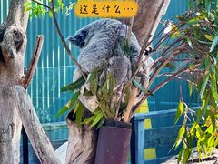 -费瑟代尔野生动物园