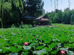 -近春园遗址