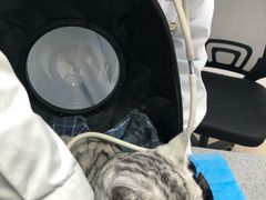 -萌兽医馆·绝育·24小时内科·宠物医院(德胜店)
