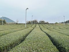 -雪绿茶博物馆