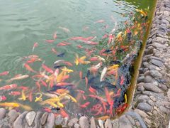 -枫林花海
