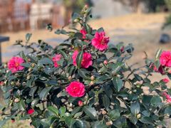 -花锦堂·隐庐