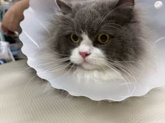 -北京观赏动物医院·24小时大型综合·猫专科·异宠专科