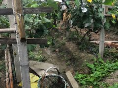 -马陆小张葡萄园农家乐