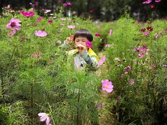-大塘金香草谷
