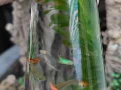 -武汉花鸟市场
