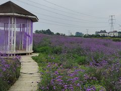 -紫颐香薰山谷景区
