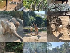 -深圳野生动物园
