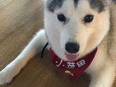 -Husky Go! 哈士奇体验馆·宠物咖啡厅狗咖